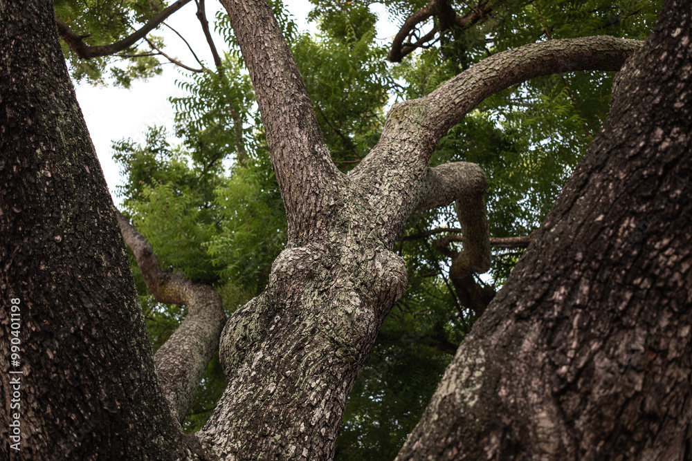 Naklejka premium Close-up abstract shape photo of a tree trunk. Textured background. Abstract in nature.