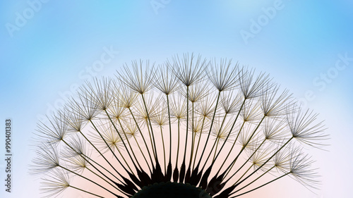 Silhouette Dandelion seed close-up on blue background, 3d render