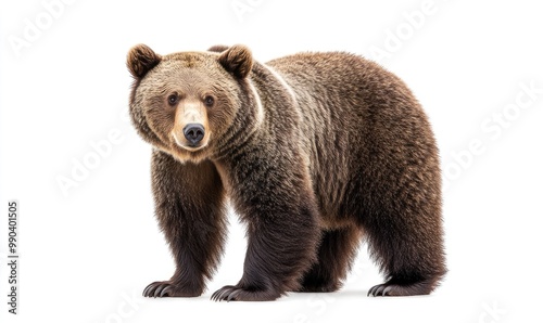 Wallpaper Mural A large brown bear stands on a white background Torontodigital.ca