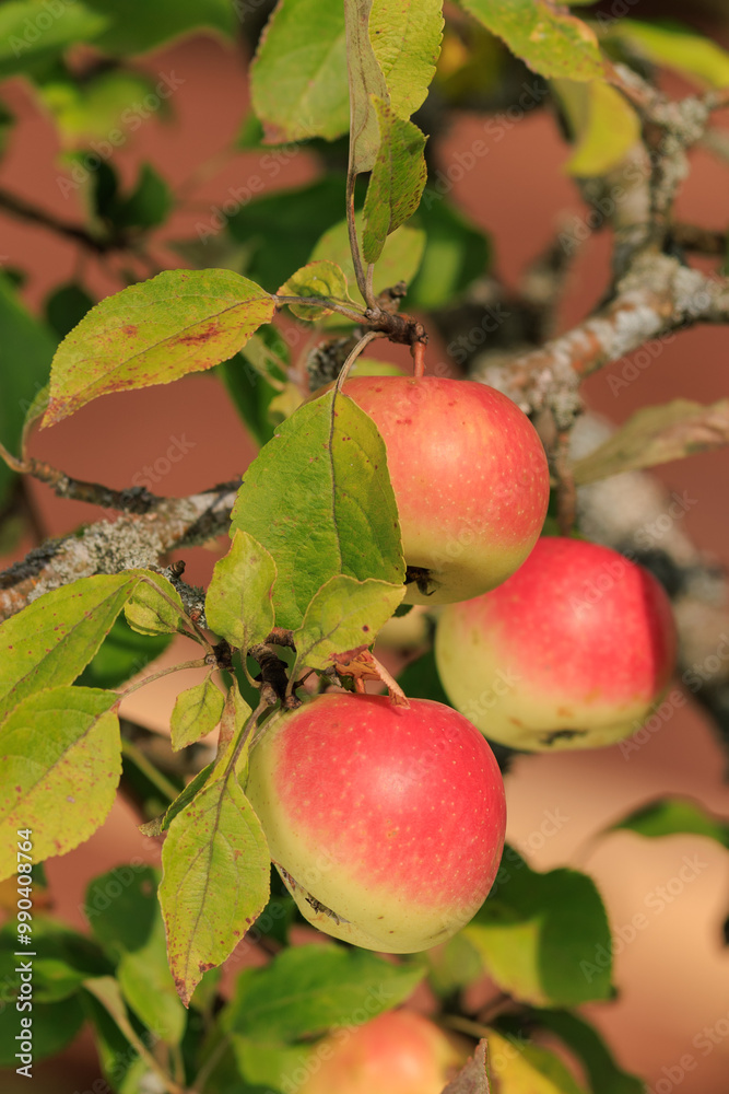 Apples on branches of apple trees on a sunny day. Apples on branches of apple trees on a sunny day.