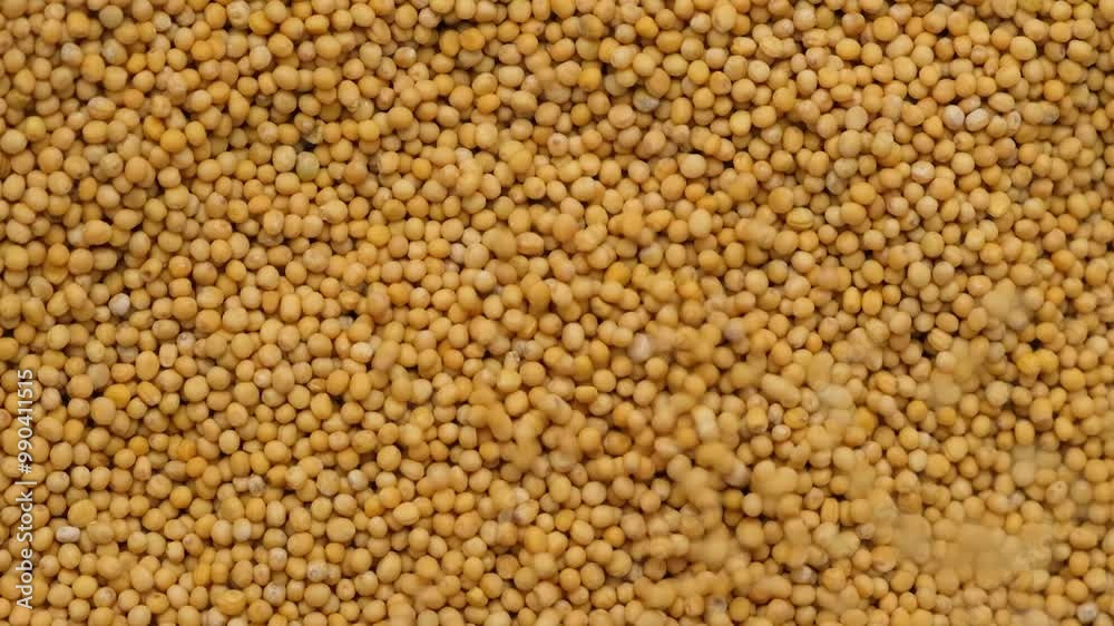 Mustard grains pouring from top to bottom slow motion top view Mustard grains pouring from top to bottom slow motion top view
