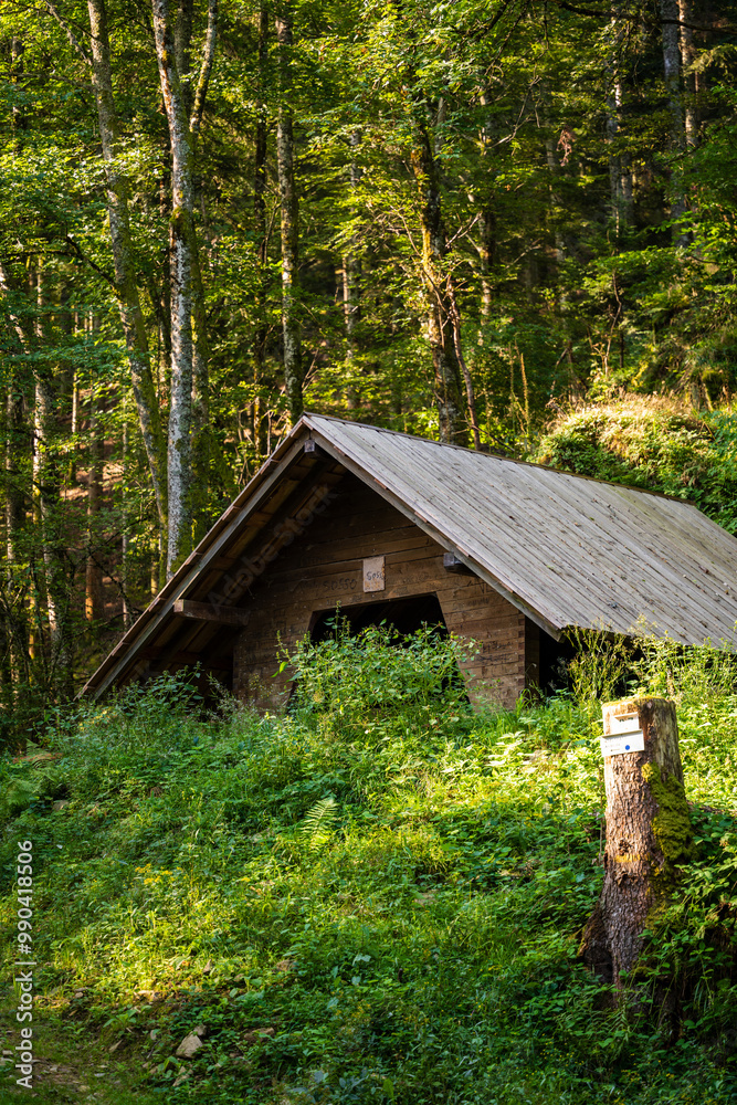 Matin ensoleillé sur une étape de randonnée à travers la forêt vosgienne, Alsace, Grand Est, France Matin ensoleillé sur une étape de randonnée à travers la forêt vosgienne, Alsace, Grand Est, France