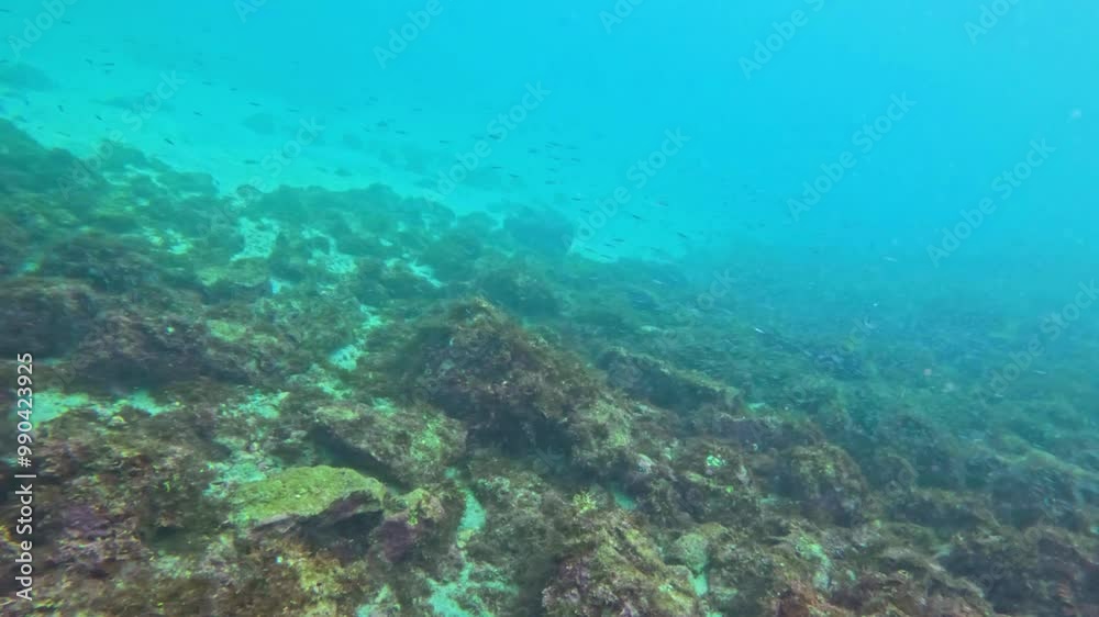 School of Silver-stripe round herring School of Silver-stripe round herring