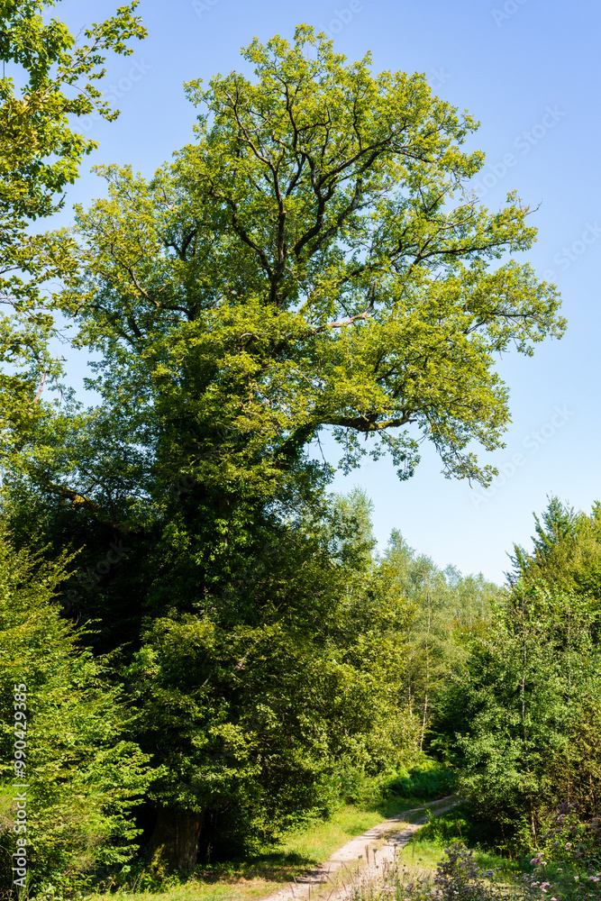 Le chêne de la Genevoivre, Belrupt, forêt de Darney-La Vôge labellisée Forêt d’exception, Vosges Le chêne de la Genevoivre, Belrupt, forêt de Darney-La Vôge labellisée Forêt d’exception, Vosges