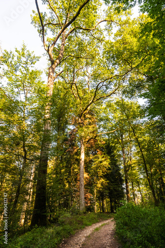 Bois de Bonneval, Forêt de Relanges, au cœur de la forêt de Darney, Vosges