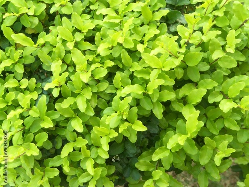 A lush tapestry of emerald green leaves creates a mesmerizing pattern in this close-up shot of a privet hedge photo