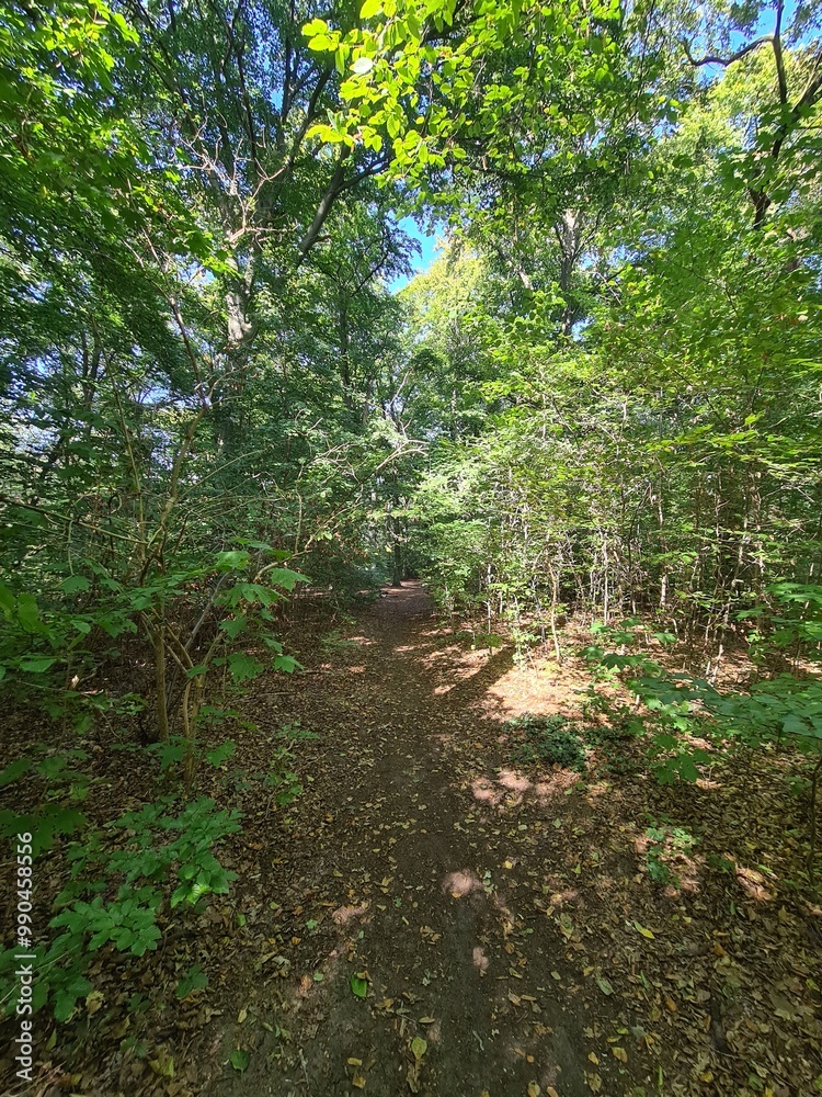 Obraz premium nature path at the Plänterwald Forest in Berlin Treptow