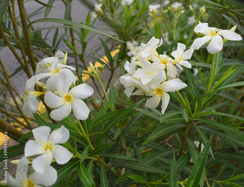 Nerium oleander in bloom, White siplicity bunch of flowers and green leaves on branches, Nerium Oleander shrub white flowers, ornamental shrub branches in daylight, bunch of flowers closeup photo