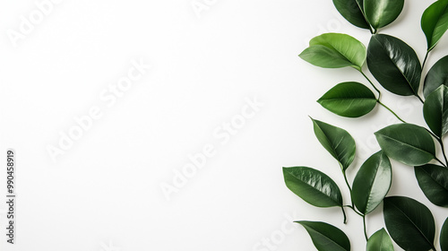 green leaves on whitebacground photo
