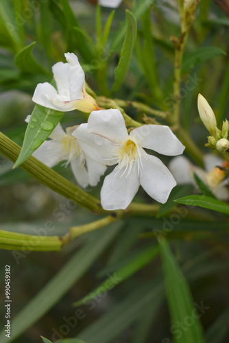 Nerium oleander in bloom, White siplicity bunch of flowers and green leaves on branches, Nerium Oleander shrub white flowers, ornamental shrub branches in daylight, bunch of flowers closeup