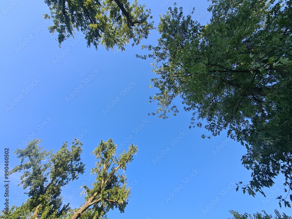 Bäume mit blauem Himmel in Berlin Köpenick, Deutschland Bäume mit blauem Himmel in Berlin Köpenick, Deutschland