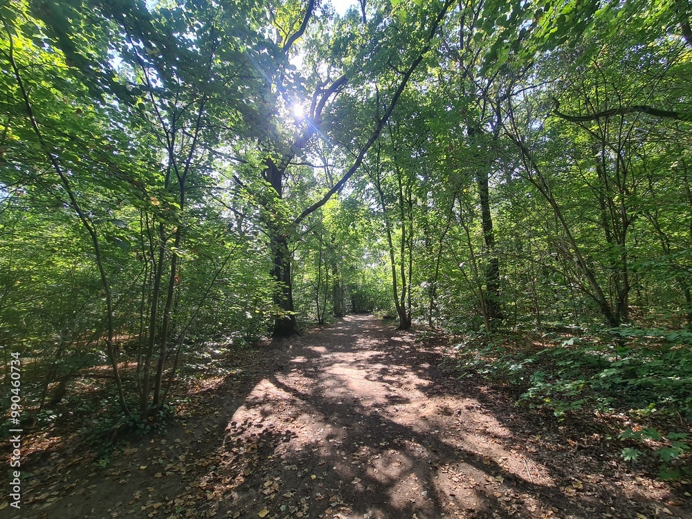 the wonderful Plänterwald Forest with magical sunlight in Berlin Treptow the wonderful Plänterwald Forest with magical sunlight in Berlin Treptow