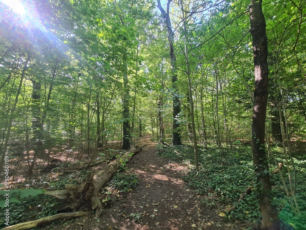 Obraz premium the wonderful Plänterwald Forest with magical sunlight in Berlin Treptow