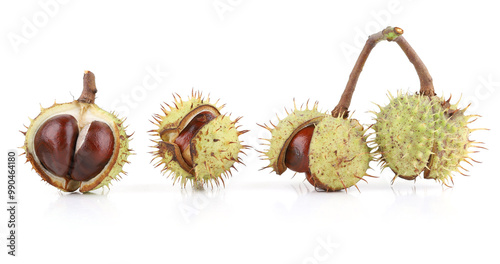 Horse chestnuts in husk isolated on white background. Opened chestnuts conkers Aesculus hippocastanum.