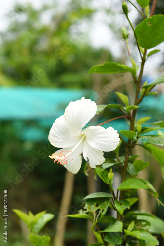 Beautiful flower of Shoeblack on plant, flower, white Shoeblackplant flower, shoeblackplant flowers bloom among its dense leaves, Beautiful big white flower closeup, Chakwal, Punjab, Pakistan photo