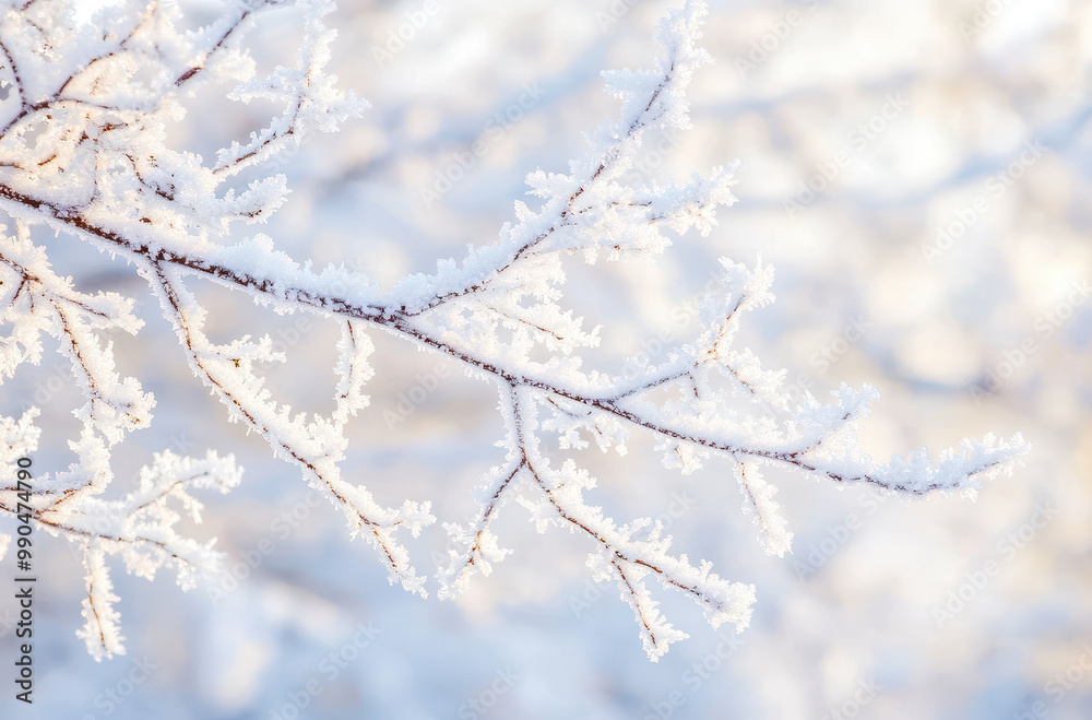 Frost-Covered Tree Branches in Soft Winter Sunlight Frost-Covered Tree Branches in Soft Winter Sunlight