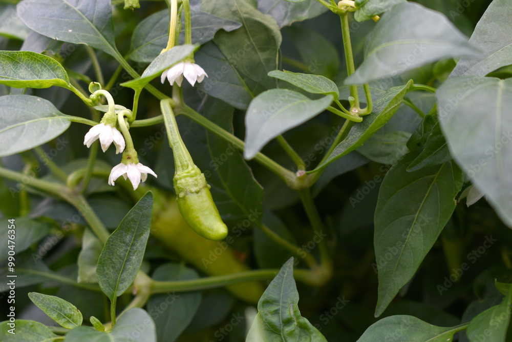 fresh green chili on plant closeup, chili plants in organic farming, Chilies closeup in field, Green chili plant in a farmer's field, Ripe green chili on a plant in Chakwal, Punjab, Pakistan fresh green chili on plant closeup, chili plants in organic farming, Chilies closeup in field, Green chili plant in a farmer's field, Ripe green chili on a plant in Chakwal, Punjab, Pakistan