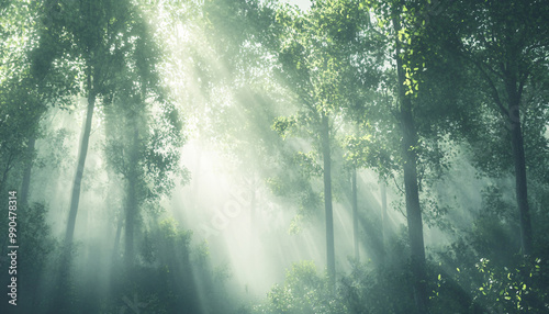 Tall, misty trees with sunlight streaming through the branches, creating a magical and mysterious forest atmosphere