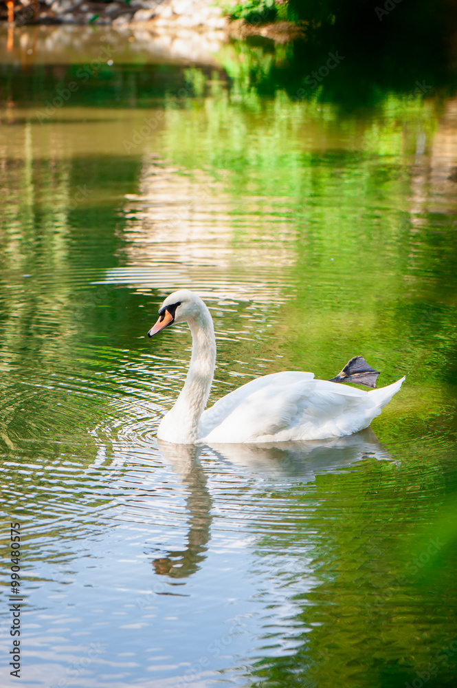 White swan gracefully swimming on a serene lake, surrounded by green reflections from nature. White swan gracefully swimming on a serene lake, surrounded by green reflections from nature.