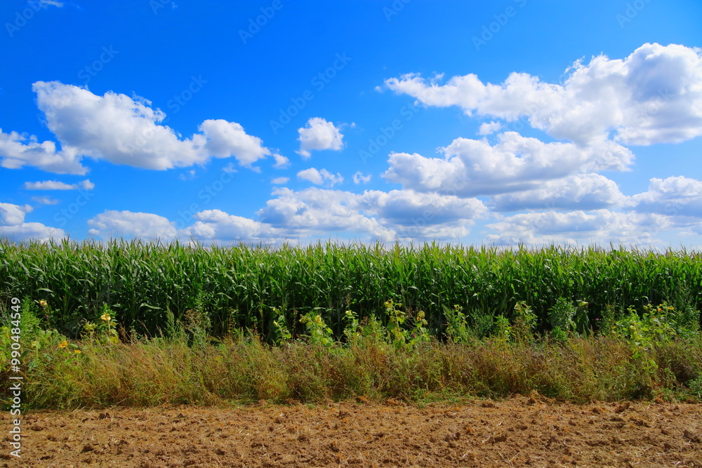 Obraz premium Feld mit blauem Himmel und Wolken