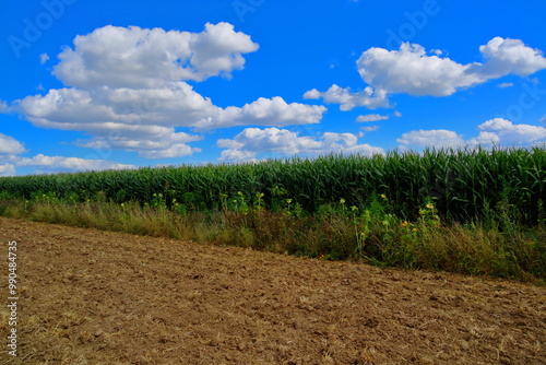 Feld mit blauem Himmel und Wolken