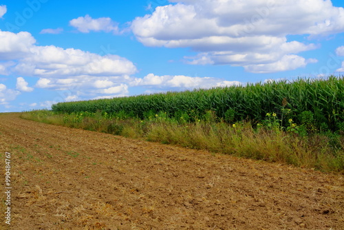Feld mit blauem Himmel und Wolken