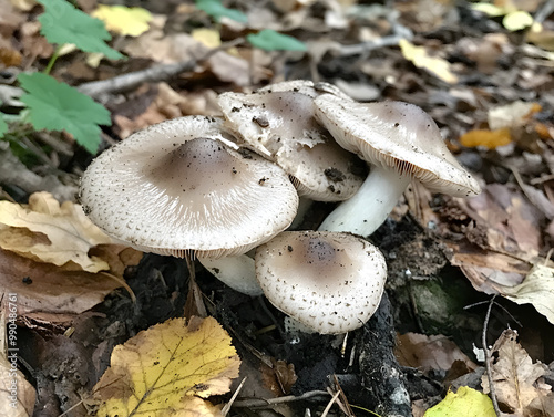 Small wild mushrooms growing on the forest floor.