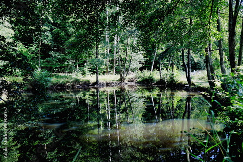 See im Wald mit Reflexionen und Spiegelungen