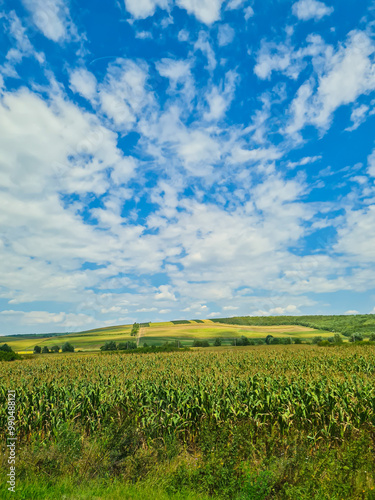 A wide field with green crops, set against a bright blue sky filled with fluffy clouds and rolling hills in the background photo