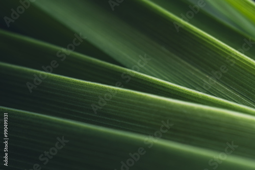 Dark green leaf texture, Natural green leaves using as nature background black wallpaper or tropical leaf cover page