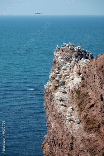 brütende Blasstölpel Kolonie auf den roten Felsen von Helgoland photo