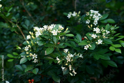 white flowers in the garden