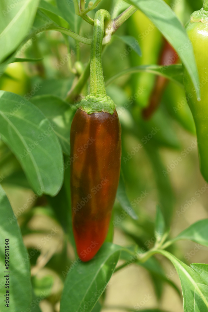 fresh red chili vegetable on plant closeup, chili plants in organic farming, Chilies closeup in field, red chili plant in a farmer's field, Ripe red chili on a plant in Chakwal, Punjab, Pakistan fresh red chili vegetable on plant closeup, chili plants in organic farming, Chilies closeup in field, red chili plant in a farmer's field, Ripe red chili on a plant in Chakwal, Punjab, Pakistan