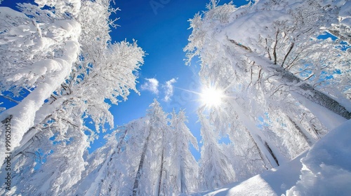 A snowy forest with sun shining through the trees and blue sky.