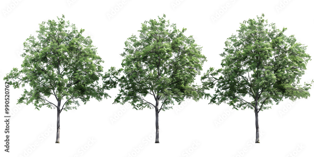 Obraz premium The PNG file features trees adorned with lush green leaves, with the background removed, providing a versatile element for effortless integration into various digital designs and compositions.