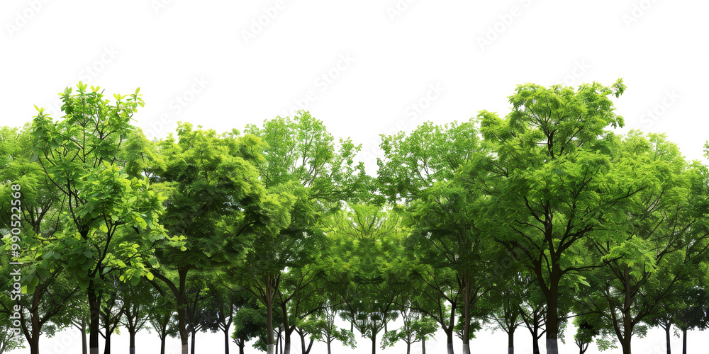 Fototapeta premium The PNG file showcases the lush green tree tops within a forest, meticulously isolated with the background removed, offering a versatile element for digital compositions.