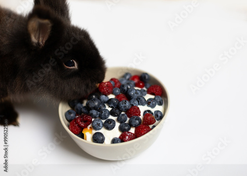 Fototapeta Naklejka Na Ścianę i Meble -   black rabbit with a bowl of fruits in white background. with a place for lettering. organic food for people and animals. healthy lifestyle