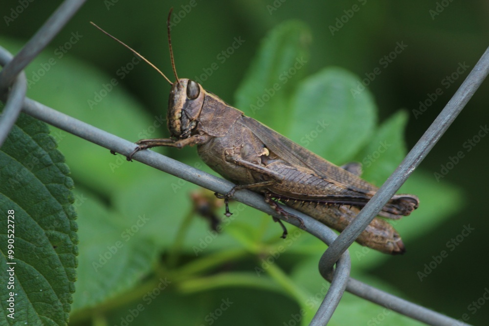 grasshopper sitting on a leaf grasshopper sitting on a leaf