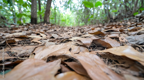 A close up of a leaf covered forest floor with some trees in the background, AI