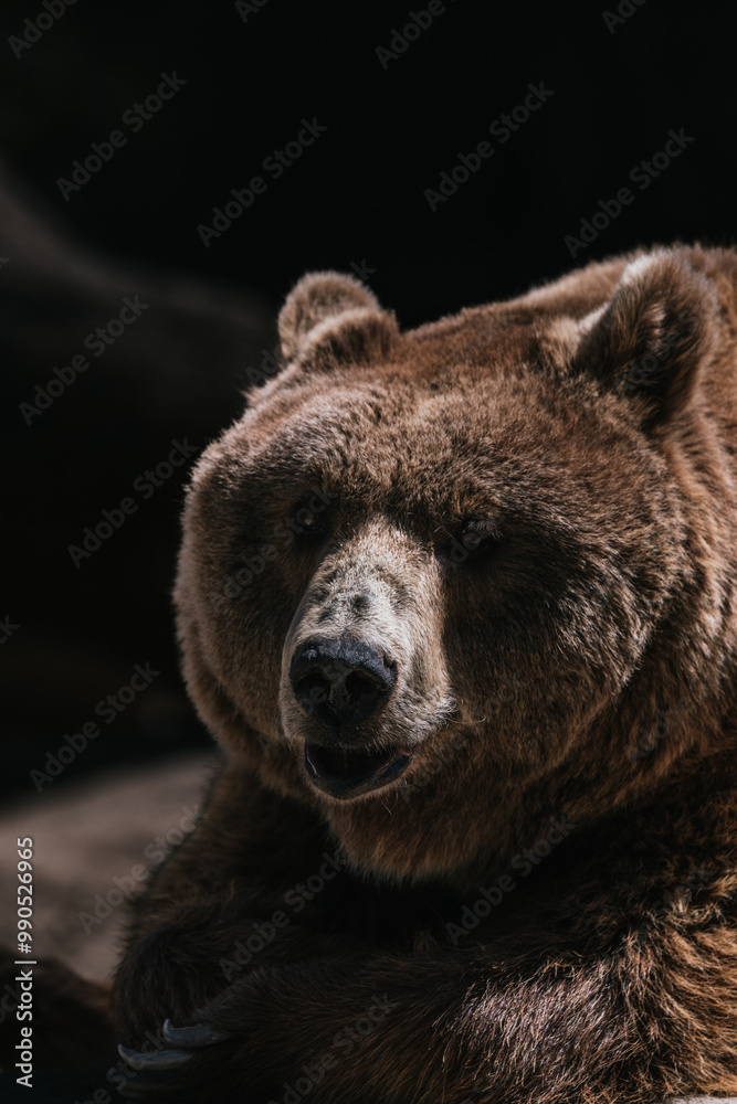 A brown bear with a serious expression stares directly at the camera. A brown bear with a serious expression stares directly at the camera.