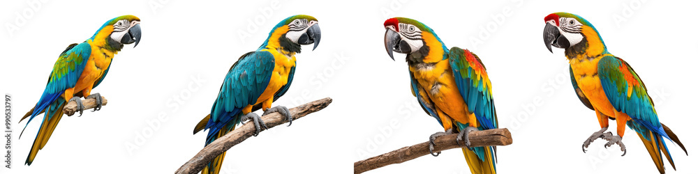 Obraz premium Colorful macaw parrots perched on branches, isolated on a white background.