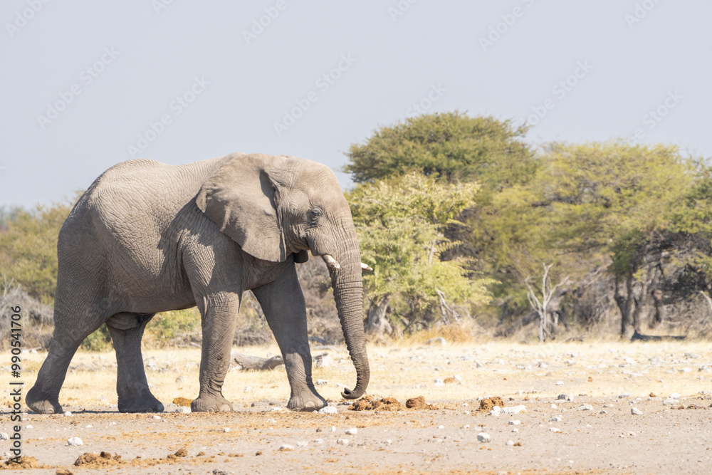 A lone African elephant bull walking through the dry landscape in Etosha National Park. A lone African elephant bull walking through the dry landscape in Etosha National Park.