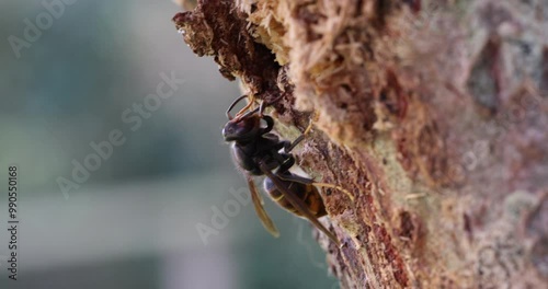 Asian hornet eating wood-boring insects