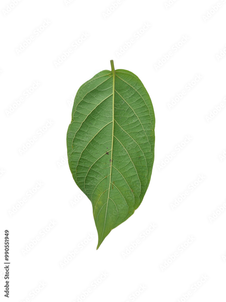 leaves flat lay on white background with clipping path.PNG