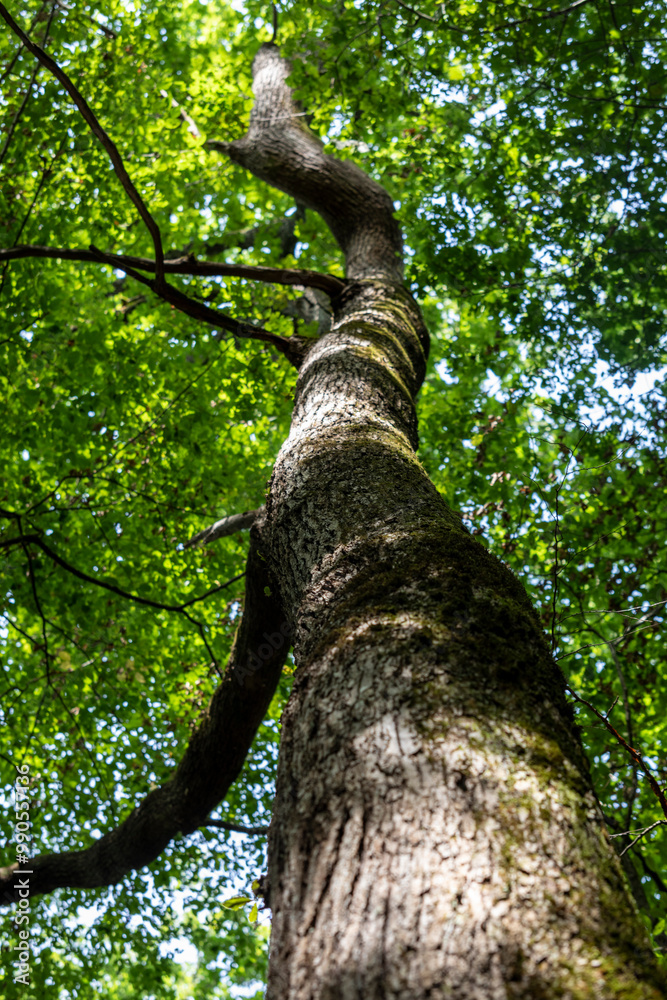 Fototapeta premium gros plan détails sur arbre forêt coupé bucheron bucheronnage
