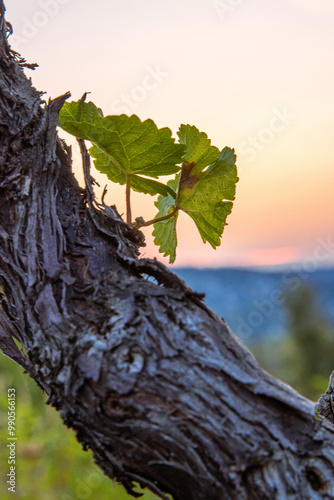 Grapevine leaf growing from an aged trunk. Stunning vineyard landscape in the evening golden hour light. Sunset through a grape plant leaves. Wuerzburg, Franconia, Bayern, Germany. Closeup, copy space photo