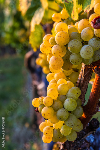 Tableau sur toile Clusters of ripe fresh golden organic riesling or silvaner grapes on the vine, ready for harvesting