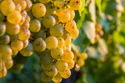 Clusters of ripe fresh golden organic riesling or silvaner grapes on the vine, ready for harvesting. Sunlit vineyard with ripening green yellow grapevines. Wuerzburg, Franconia, Bayern, Germany photo