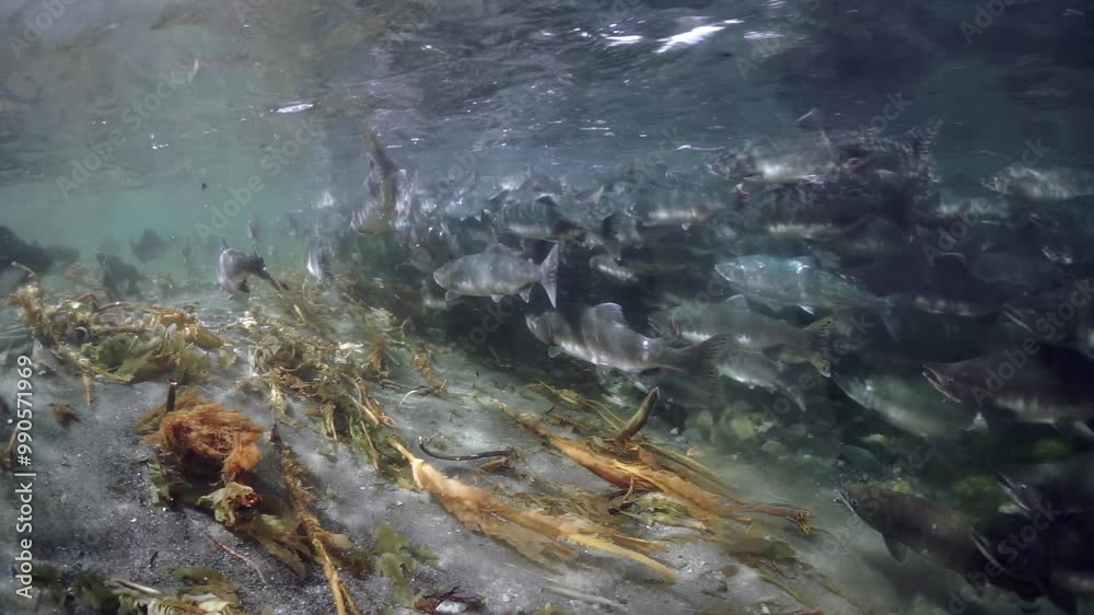 A school of fish swimming in the ocean. The water is murky and the fish are swimming in a tight group A school of fish swimming in the ocean. The water is murky and the fish are swimming in a tight group