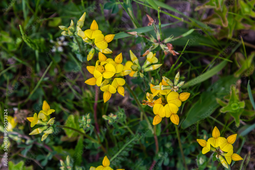 Obraz premium Close up of birds foot trefoil lotus corniculatus flowers in bloom. Beautiful yellow floral background